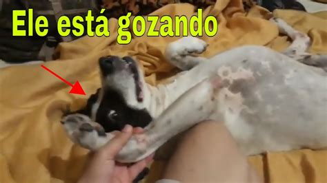 gozando na buceta da cachorra|Cachorro grande gozando na xota da mulher